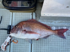 マダイの釣果