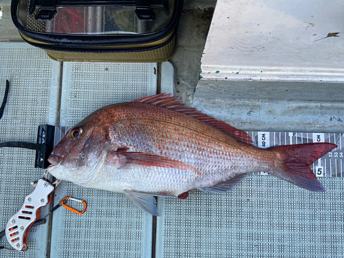 マダイの釣果