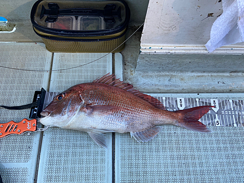 マダイの釣果