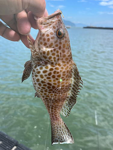 オオモンハタの釣果