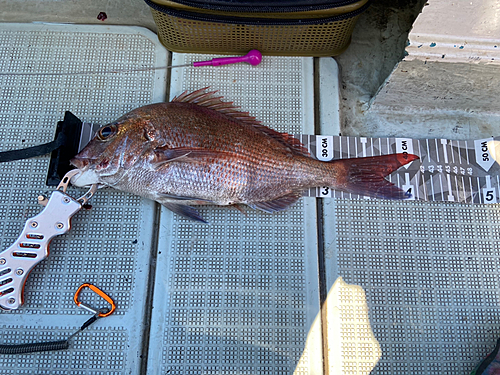 マダイの釣果