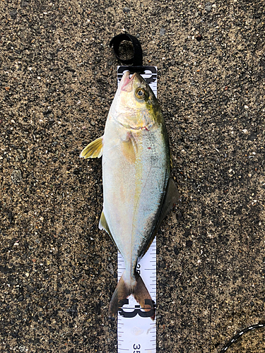 ショゴの釣果