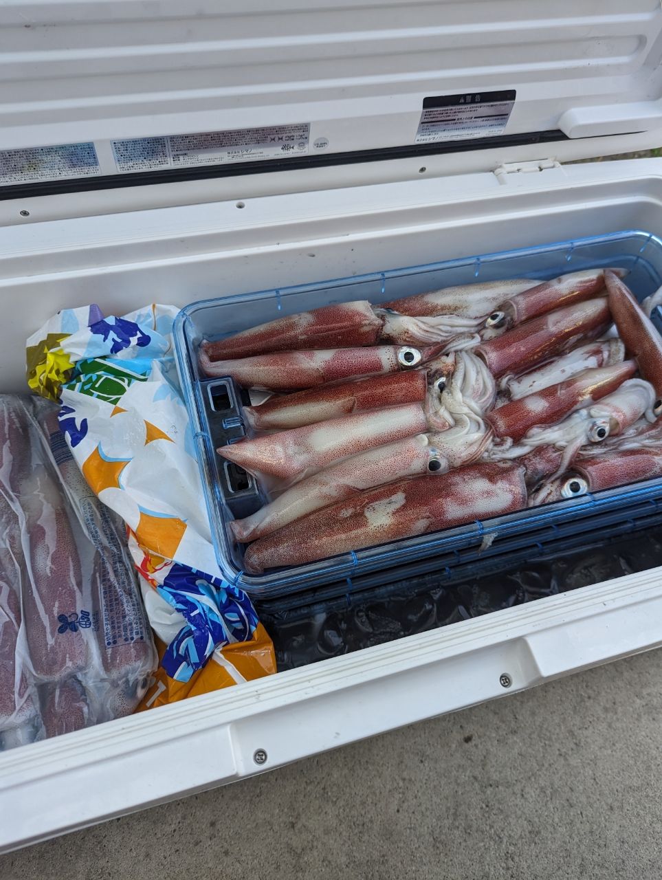 リリースサイズさんの釣果 3枚目の画像