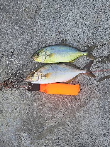 カンパチの釣果