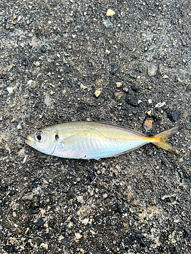 ハモの釣果