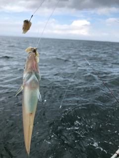 シロギスの釣果