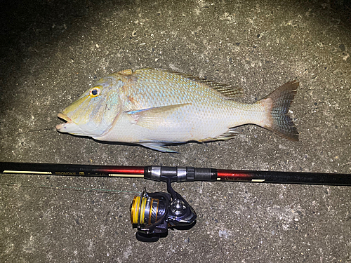 ハマフエフキの釣果