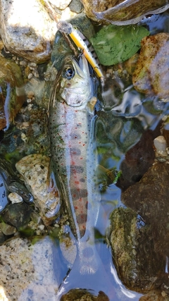 アマゴの釣果