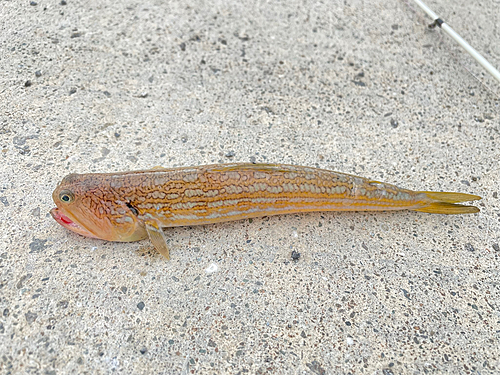 オキエソの釣果