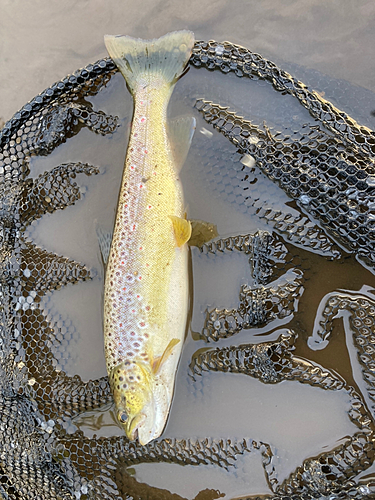 ブラウントラウトの釣果