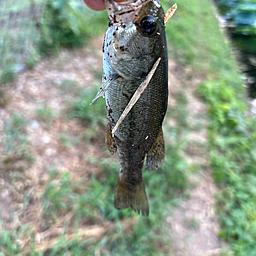 トラマルの釣果