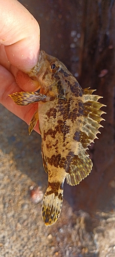 タケノコメバルの釣果