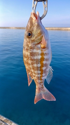 マトフエフキの釣果