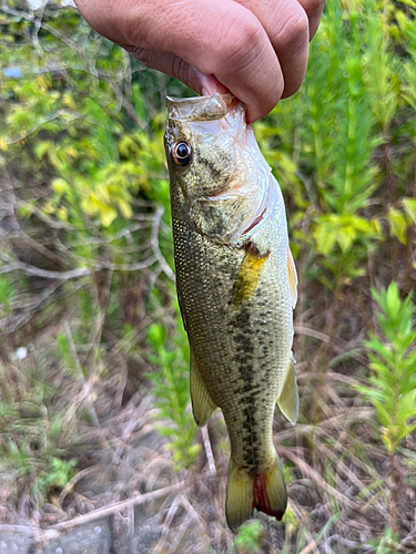 ラージマウスバスの釣果