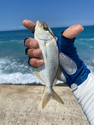 ショゴの釣果