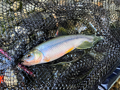 カワムツの釣果