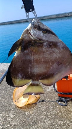 ナンヨウツバメウオの釣果