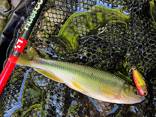 カワムツの釣果