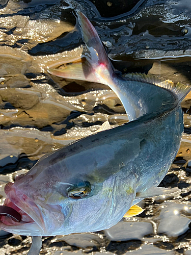 カンパチの釣果