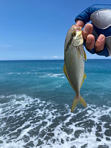 ショゴの釣果