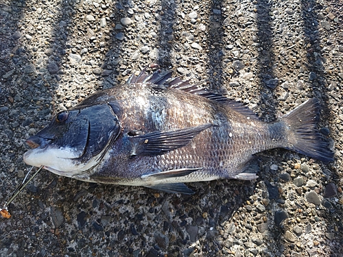 クロダイの釣果