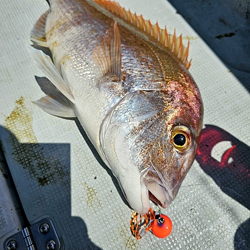 タイの釣果