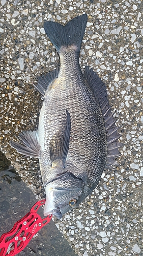 クロダイの釣果