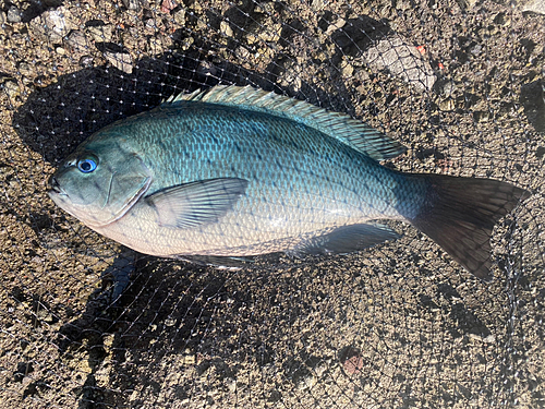 クチブトグレの釣果