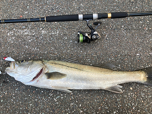 シーバスの釣果