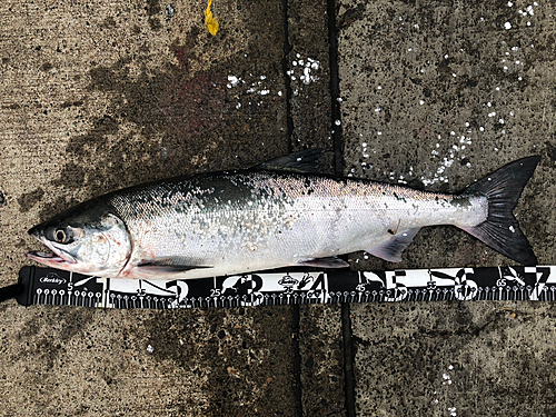 アキアジの釣果