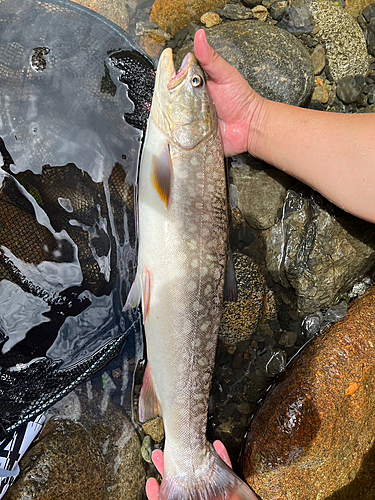 アメマスの釣果