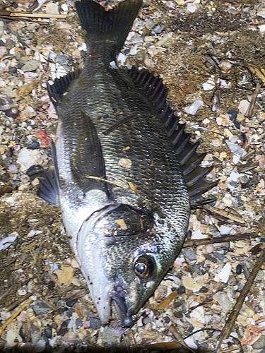 チヌの釣果