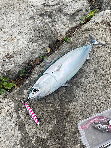 ソウダガツオの釣果