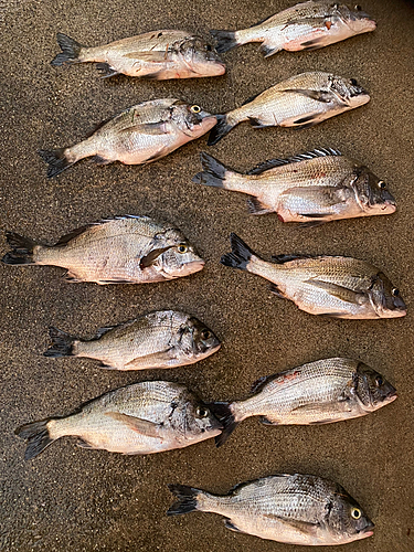 クロダイの釣果