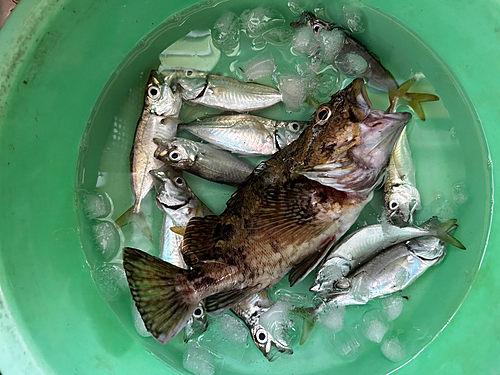 カサゴの釣果