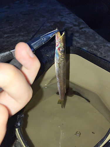 カマスの釣果