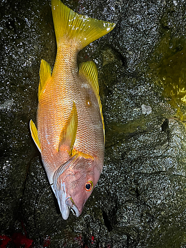 シブダイの釣果