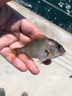 タイの釣果