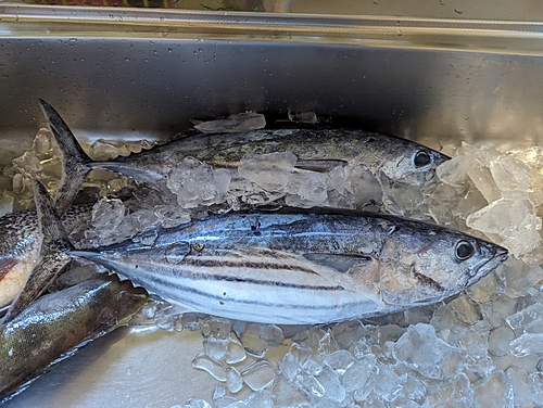 カツオの釣果