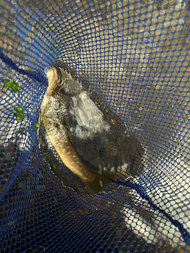 エゾイワナの釣果