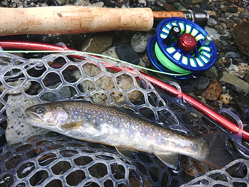 イワナの釣果