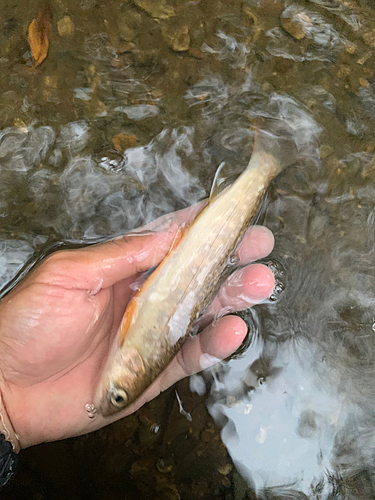 エゾイワナの釣果