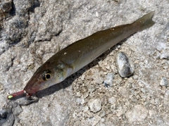 シロギスの釣果