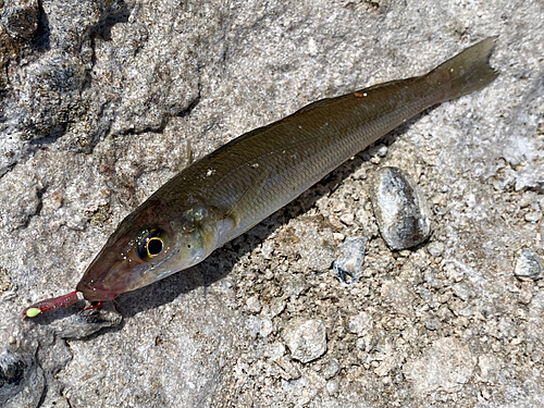 シロギスの釣果