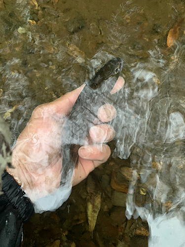 ヤマメの釣果