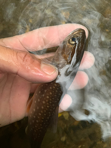 エゾイワナの釣果