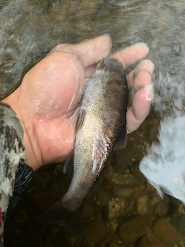 ヤマメの釣果