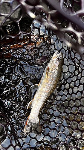 イワナの釣果