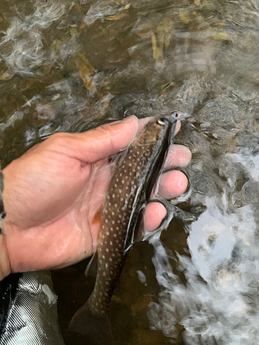 ヤマメの釣果