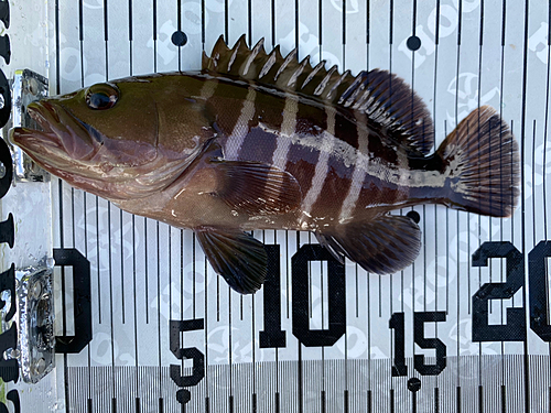 マハタの釣果